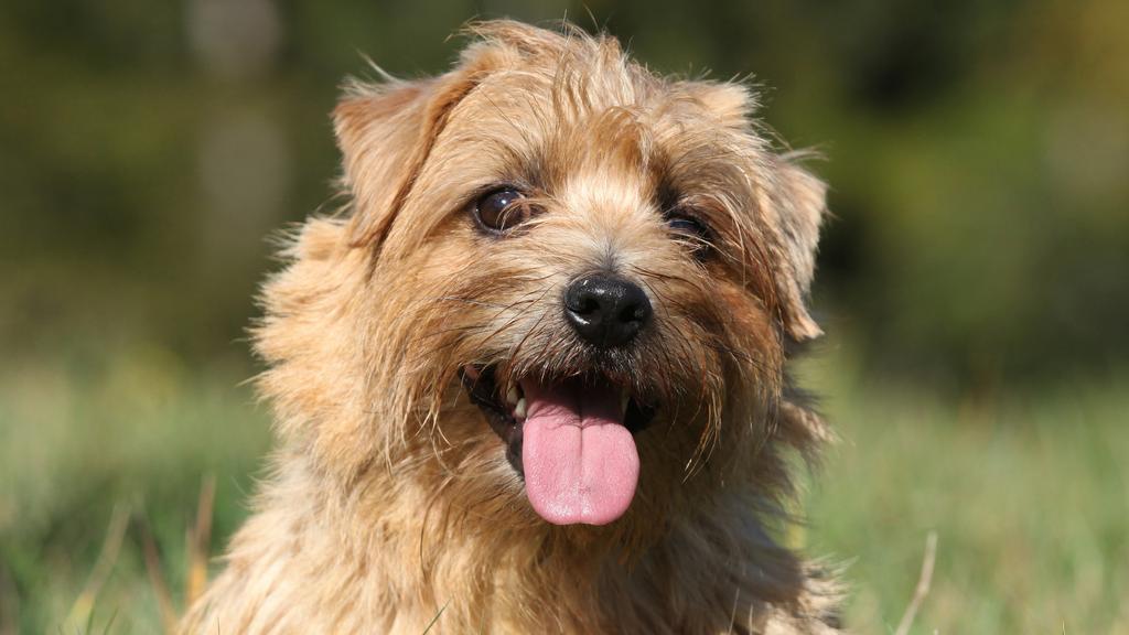 Basic Information icon