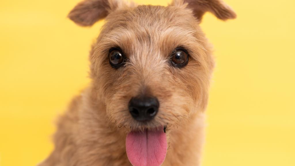 Norfolk Terrier