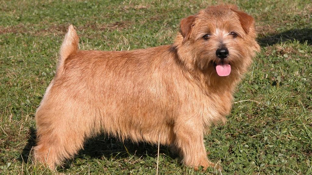 Norfolk Terrier