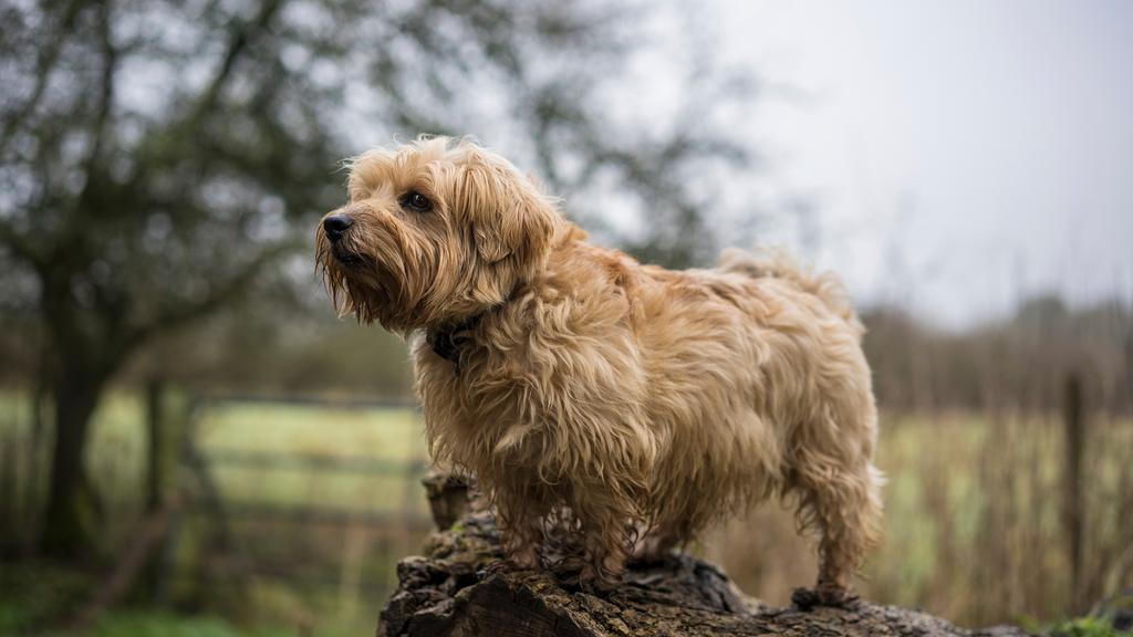 Norfolk Terrier