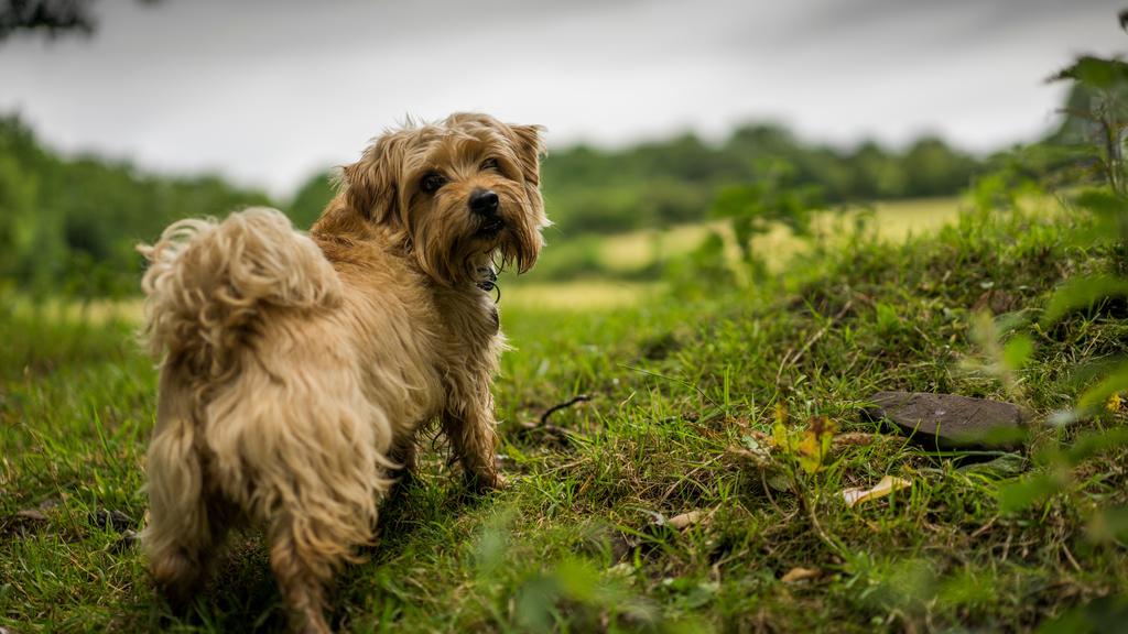 Long-Term Commitment & Special Considerations icon