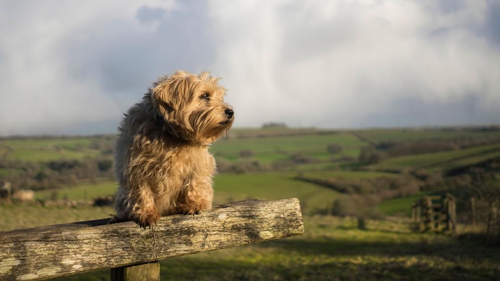 Exercise & Activity Needs icon