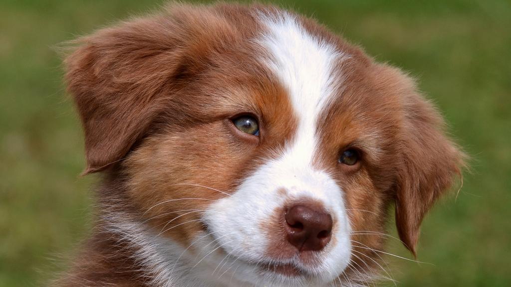 Suitability for First-Time vs. Experienced Owners icon