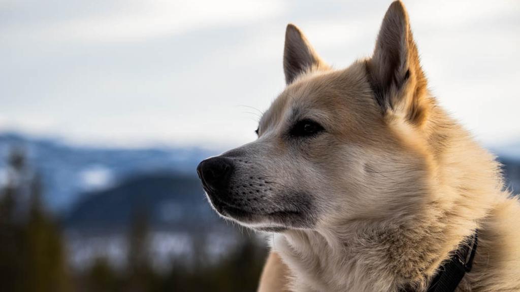 Long-Term Commitment & Special Considerations icon