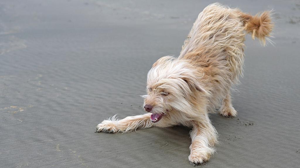 Life Stage Considerations icon