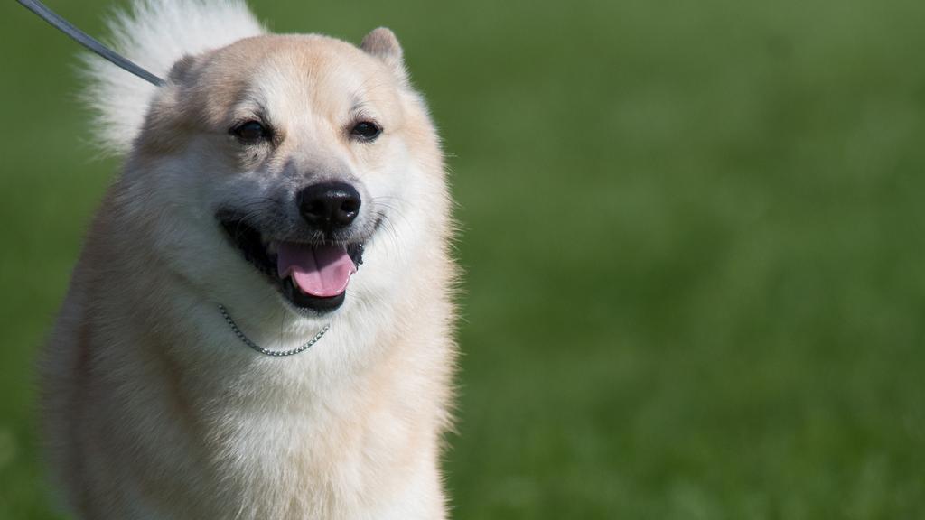 Grooming & Health icon