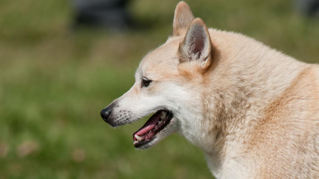 Temperament & Behavior icon