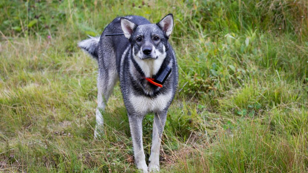 Norwegian Elkhound