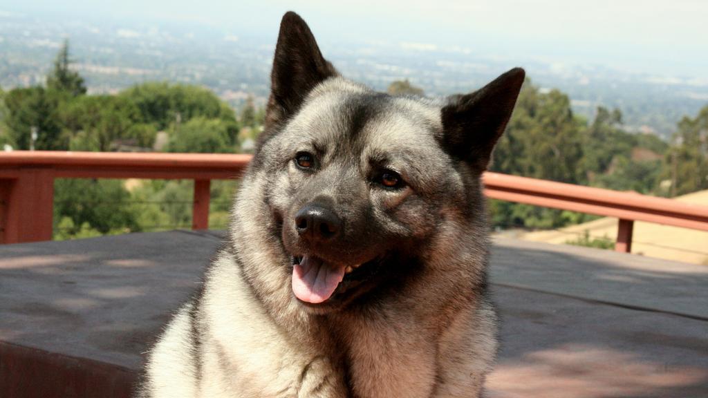 Norwegian Elkhound