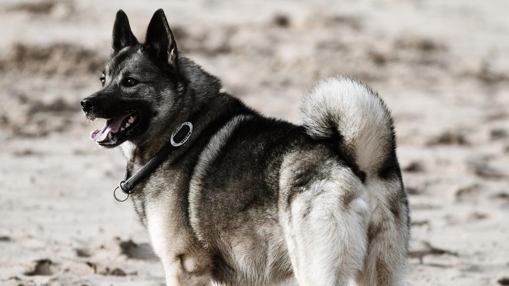 Norwegian Elkhound