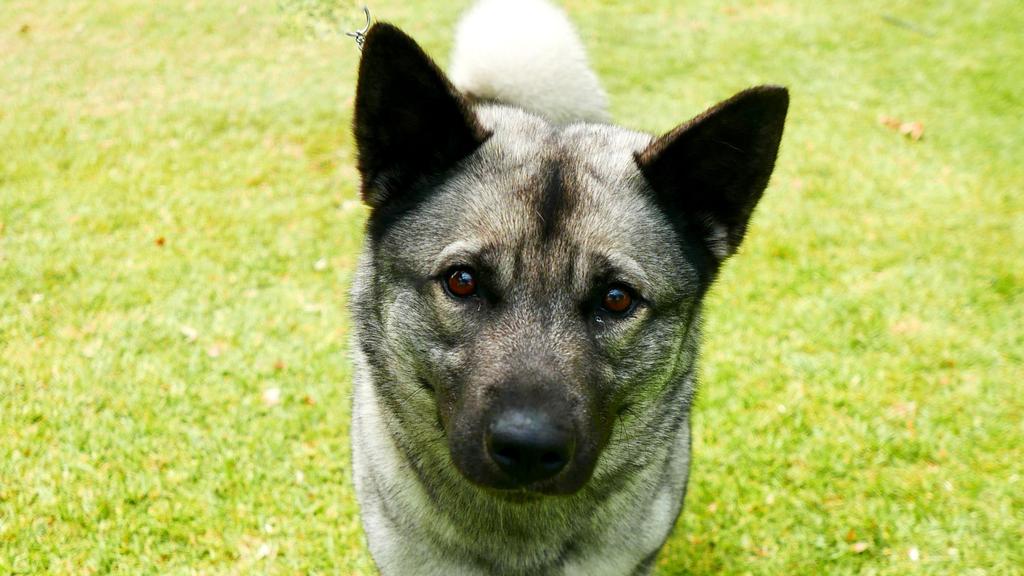 Exercise & Activity Needs icon