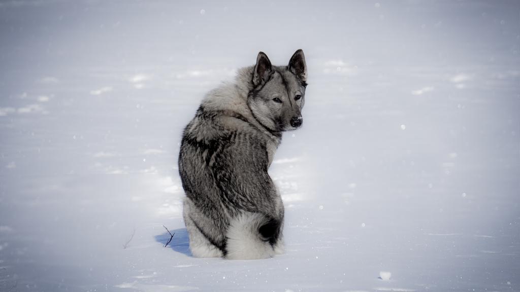 Norwegian Elkhound