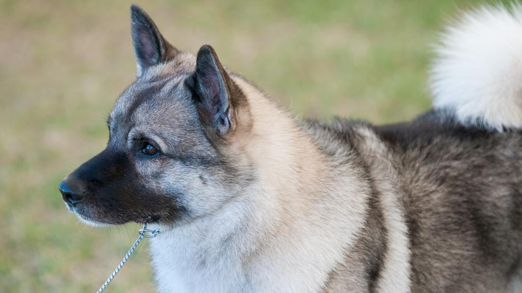 Temperament & Behavior icon