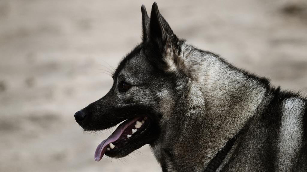 Life Stage Considerations icon