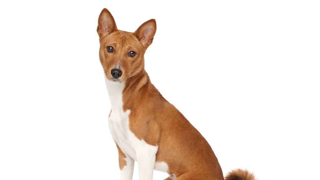 Exercise & Activity Needs icon