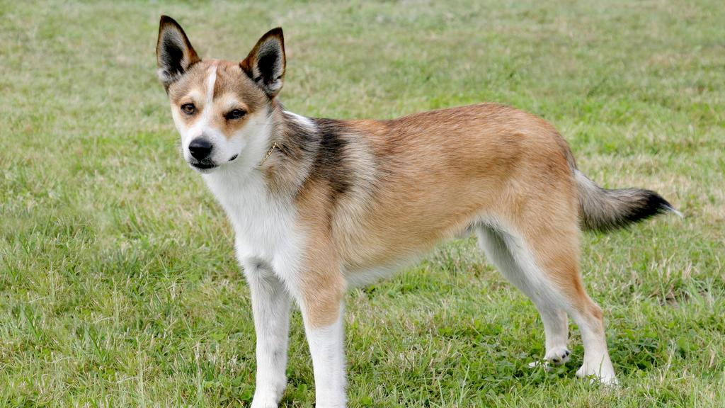 Temperament & Behavior icon