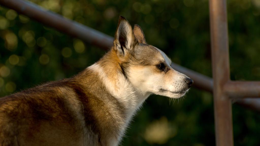 Adoption vs. Breeder Considerations icon