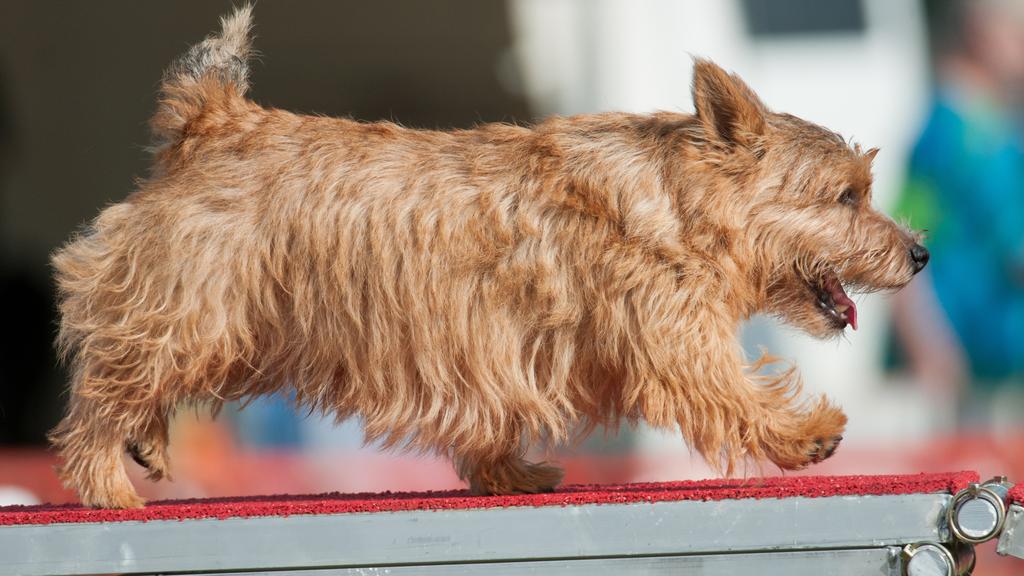 Norwich Terrier
