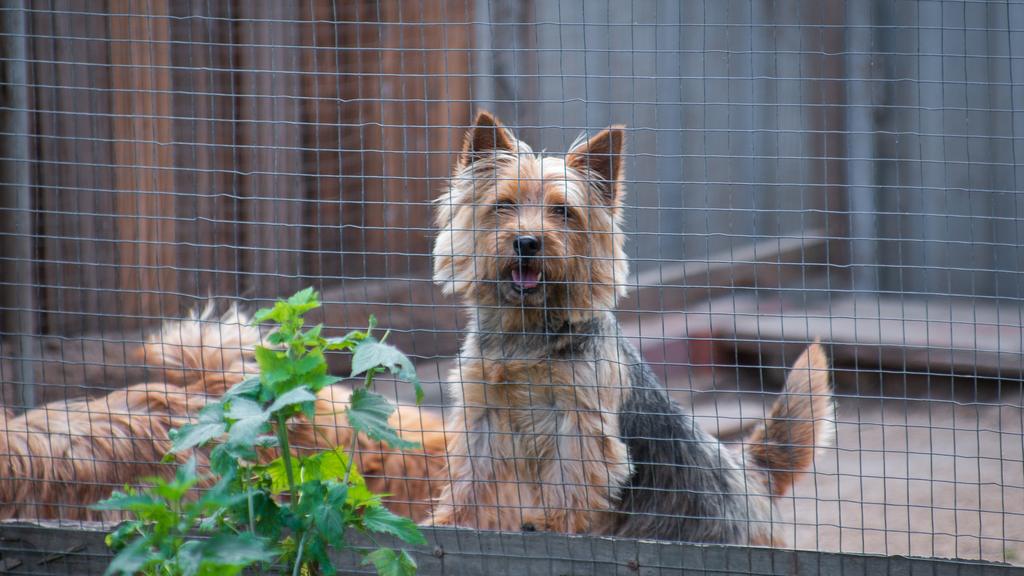 Norwich Terrier