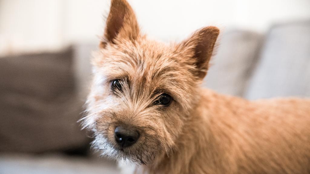 Norwich Terrier