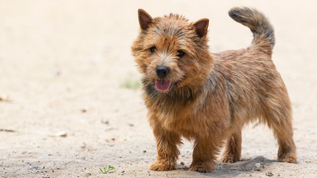 Temperament & Behavior icon