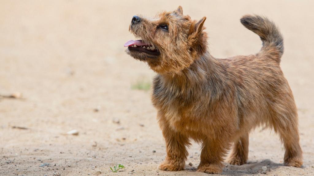 Temperament & Behavior icon