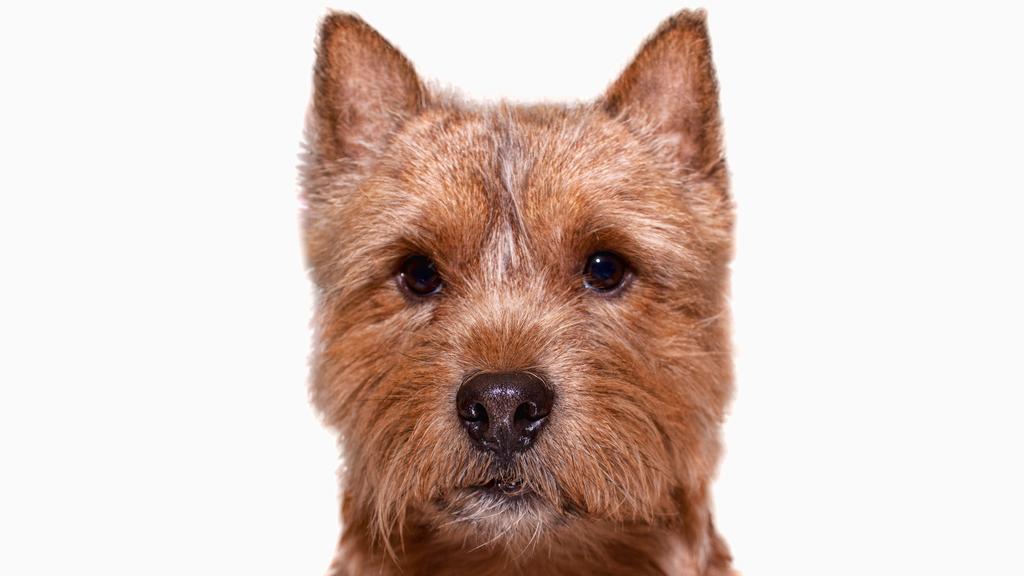 Norwich Terrier