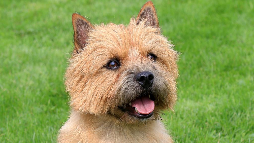 Norwich Terrier
