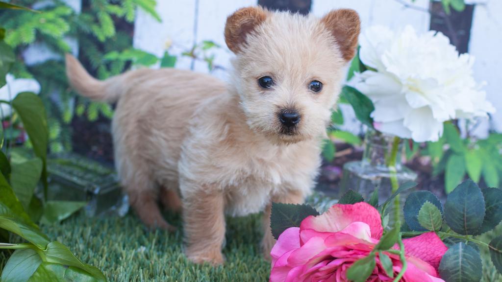 Norwich Terrier
