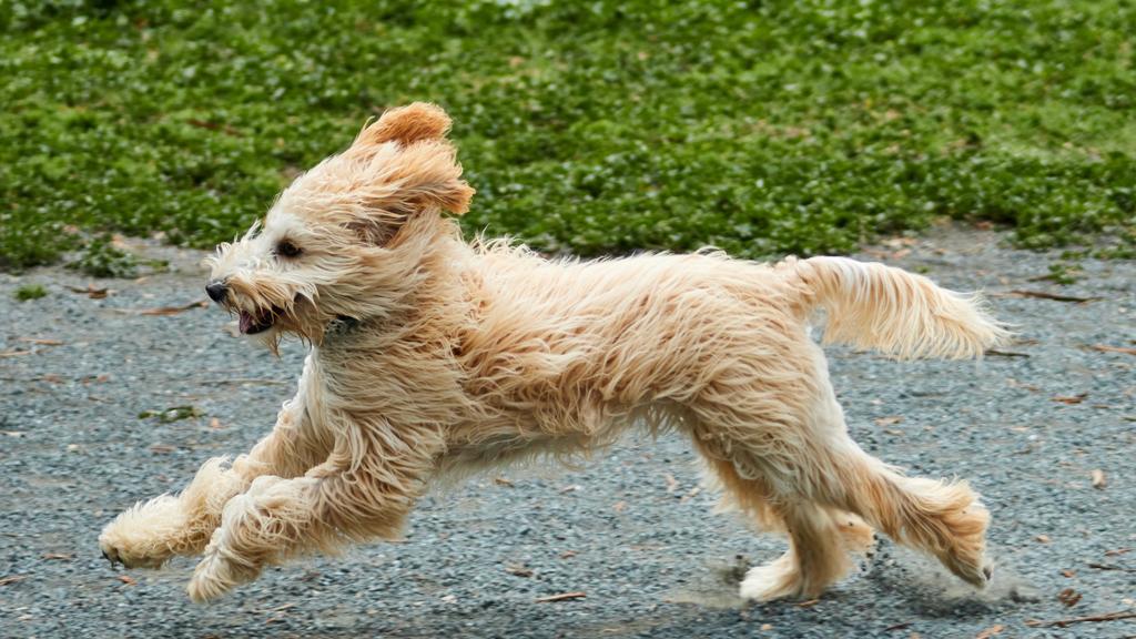 Norwich Terrier