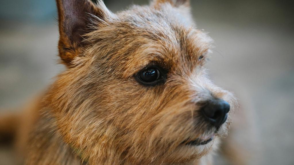 Norwich Terrier