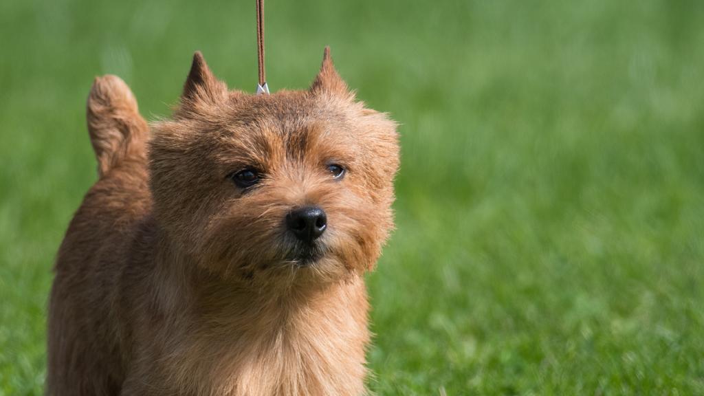 Norwich Terrier