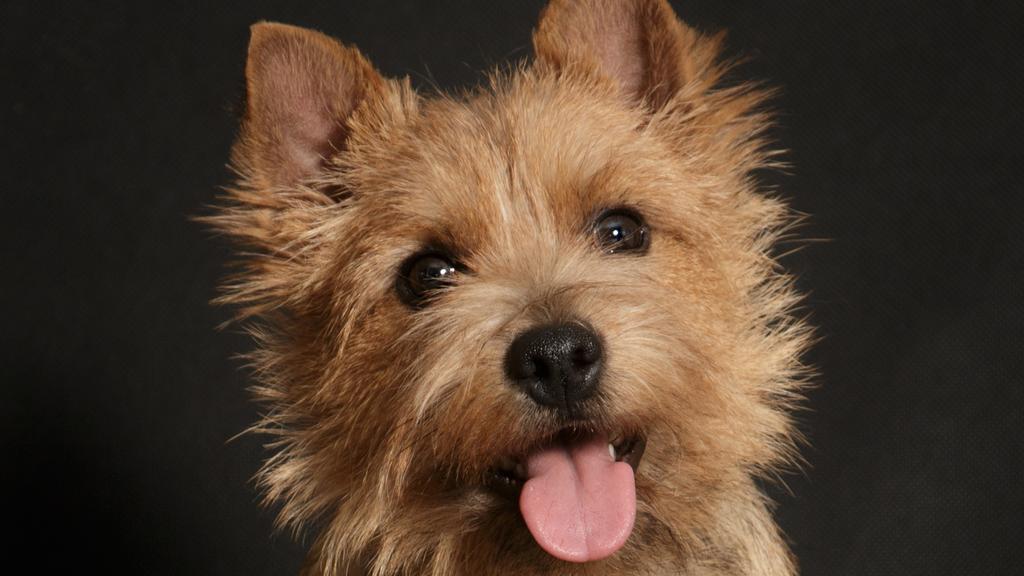 Norwich Terrier