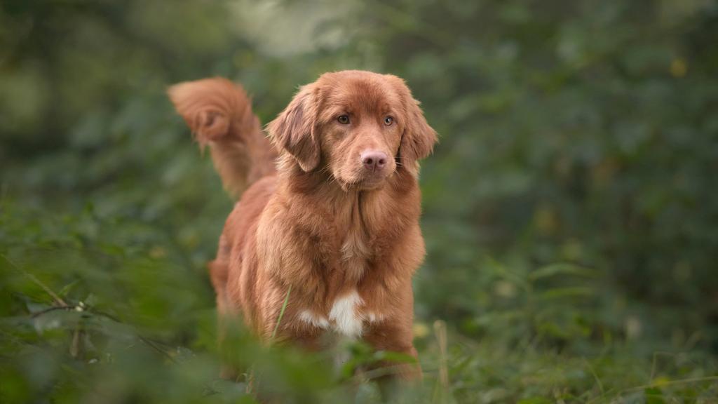 Nova Scotia Duck Tolling Retriever