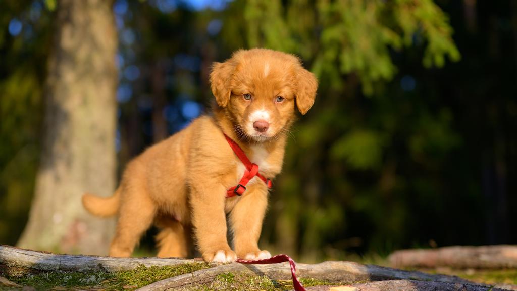 Nova Scotia Duck Tolling Retriever
