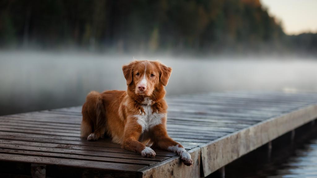 Life Stage Considerations icon