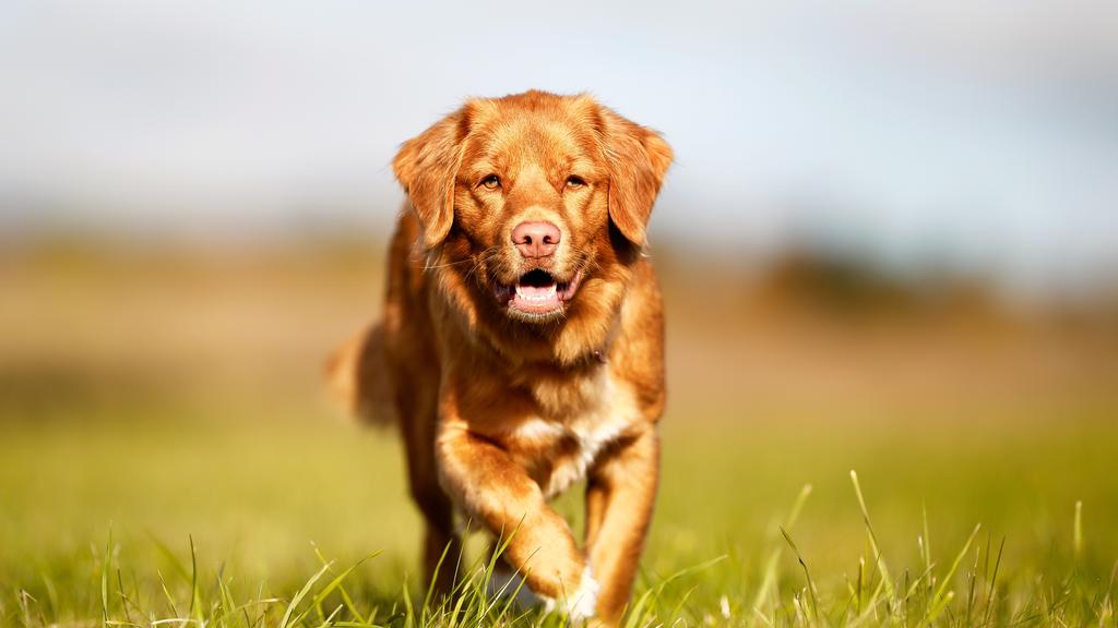 Suitability for First-Time vs. Experienced Owners icon