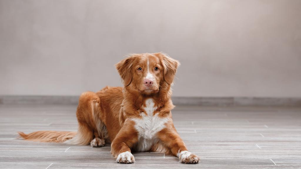 Basic Information icon