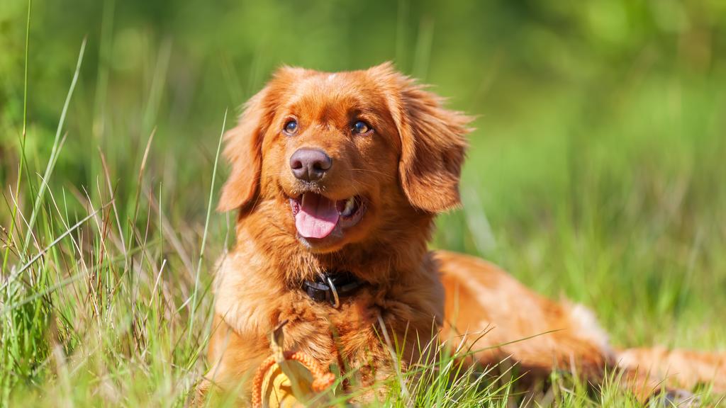 Nova Scotia Duck Tolling Retriever
