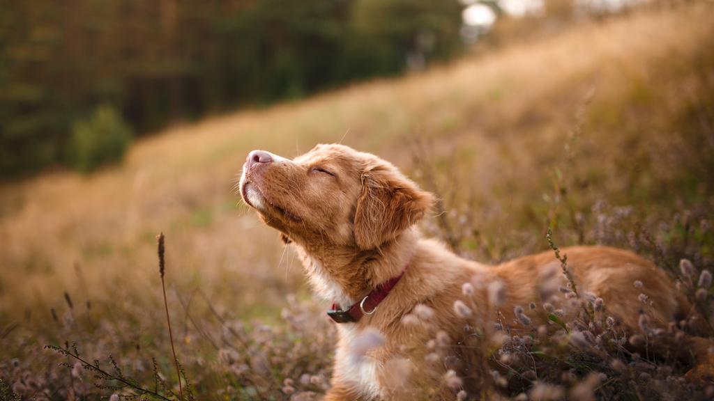 Nova Scotia Duck Tolling Retriever