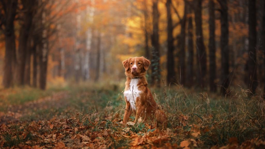 Temperament & Behavior icon