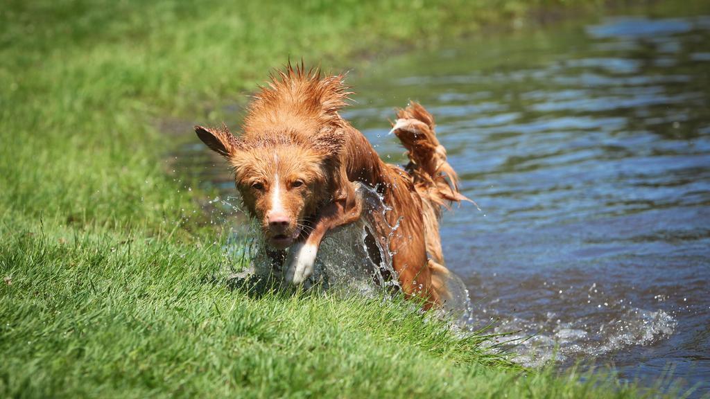 Nova Scotia Duck Tolling Retriever