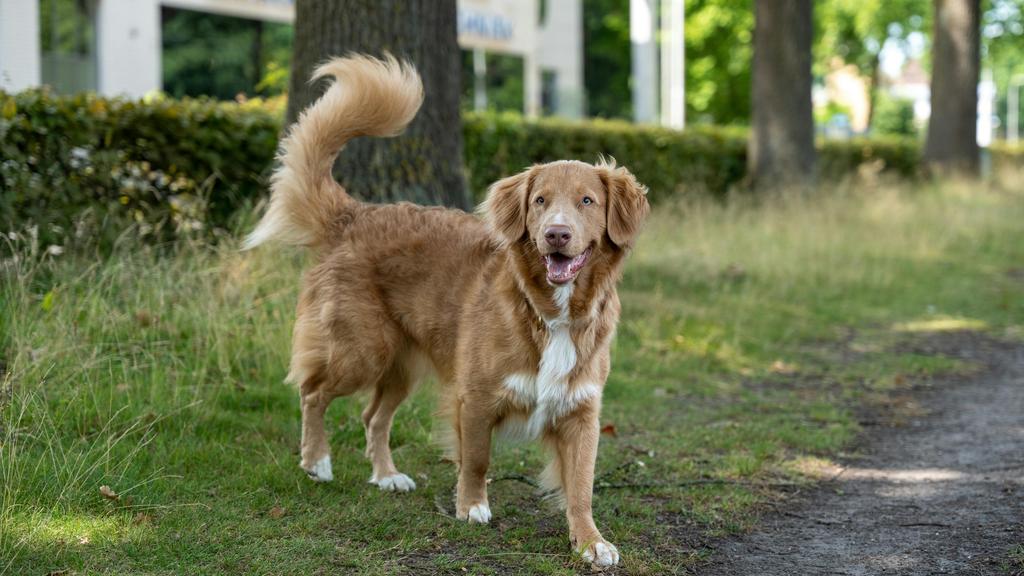 Nova Scotia Duck Tolling Retriever