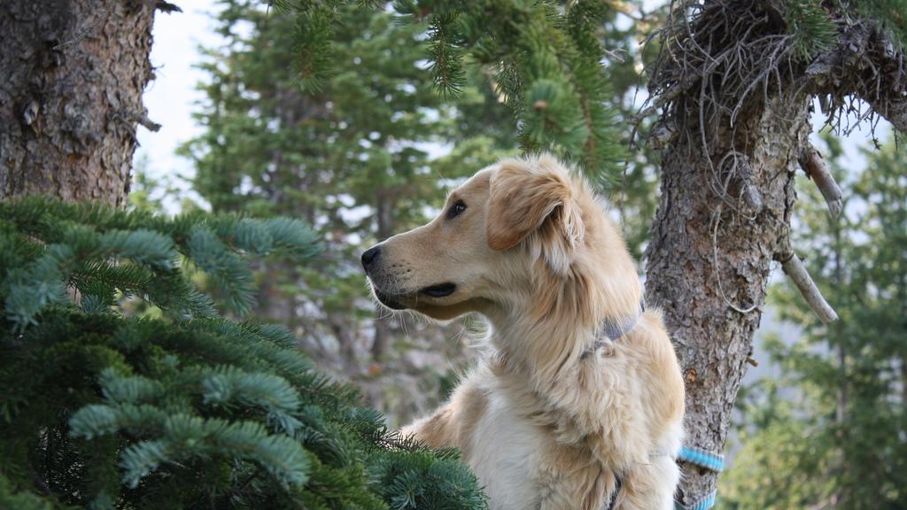 Nova Scotia Duck Tolling Retriever