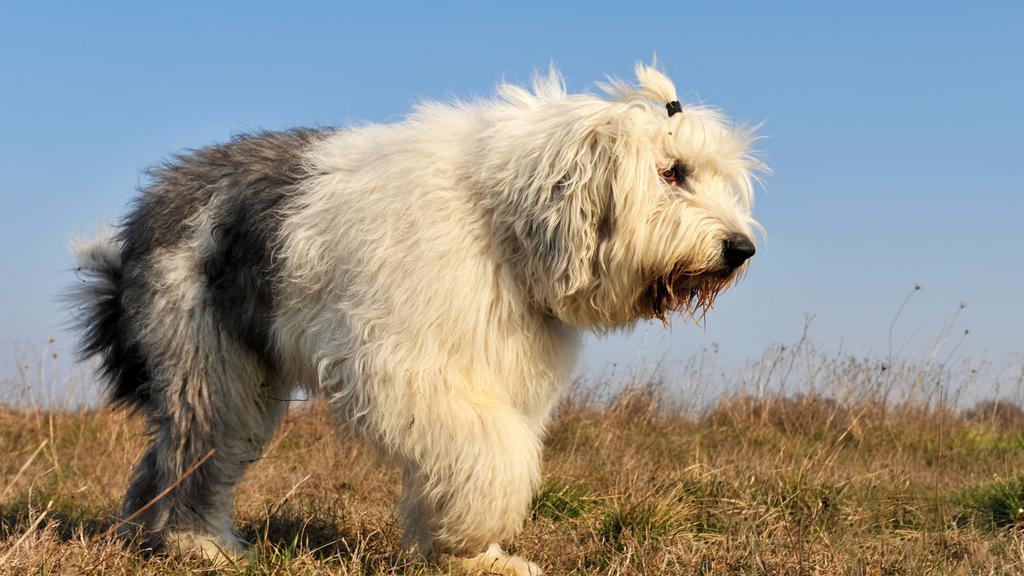 Old English Sheepdog