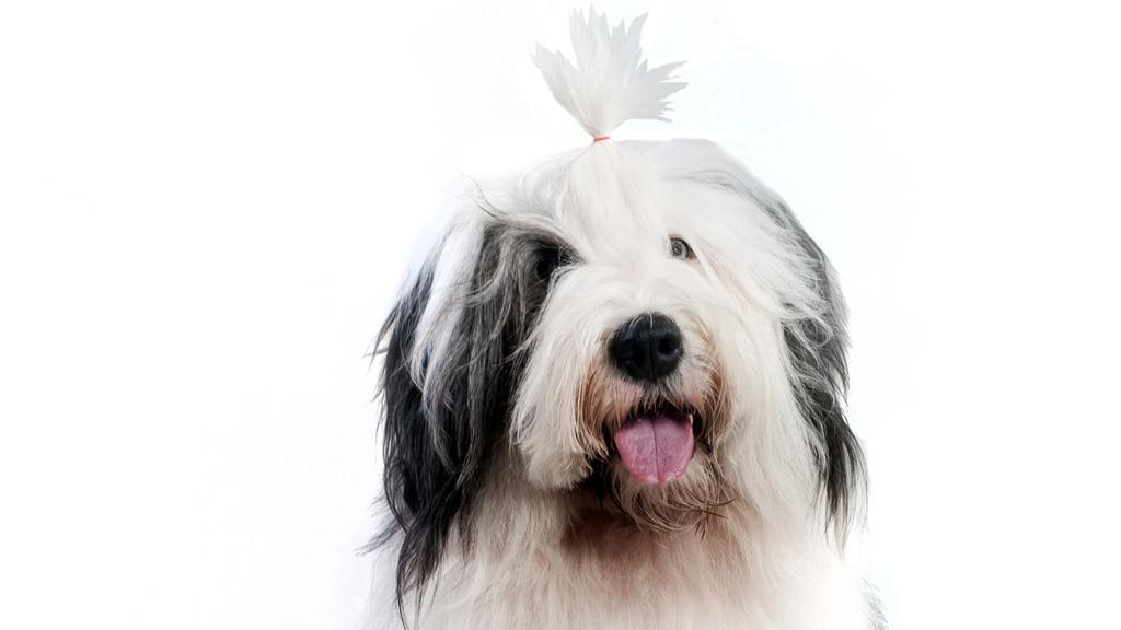 Exercise & Activity Needs icon