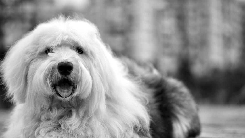 Temperament & Behavior icon