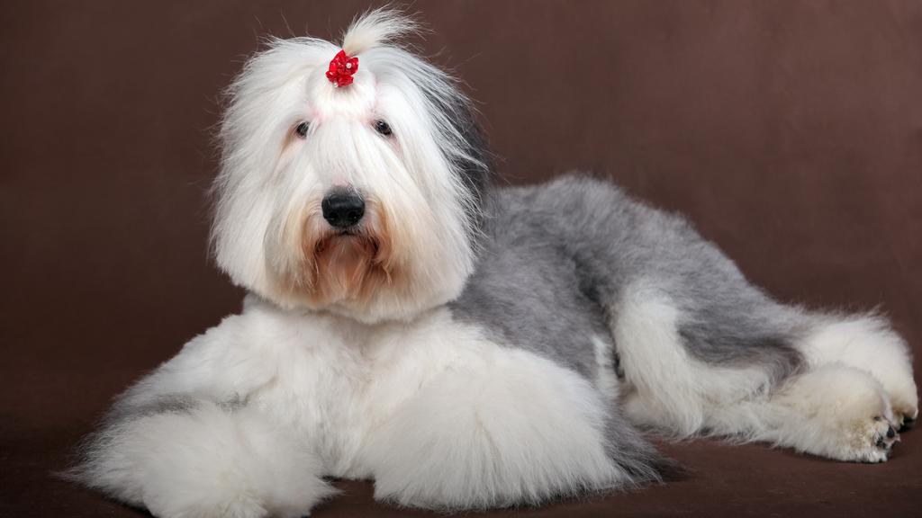Old English Sheepdog