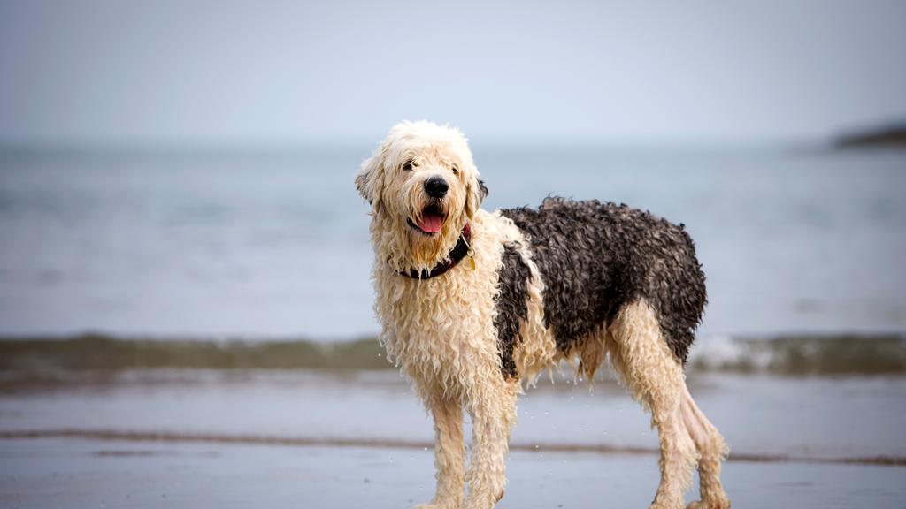 Old English Sheepdog