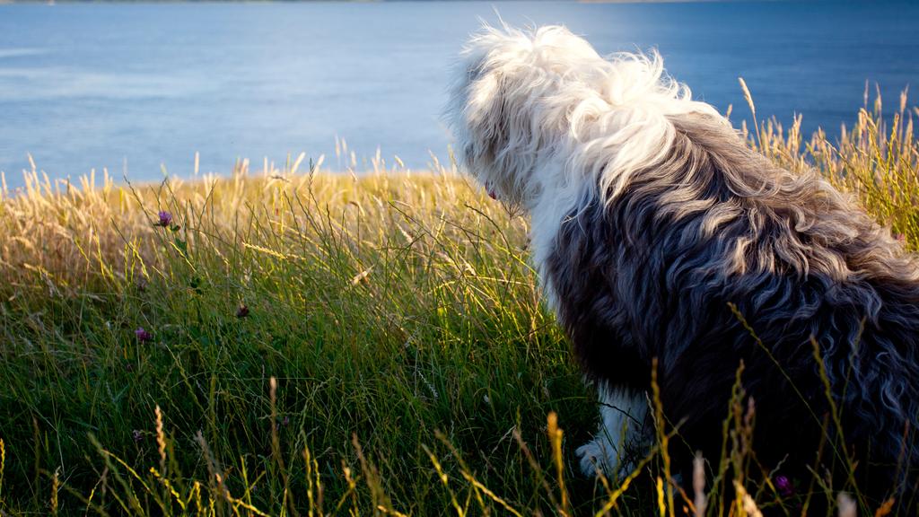 Exercise & Activity Needs icon